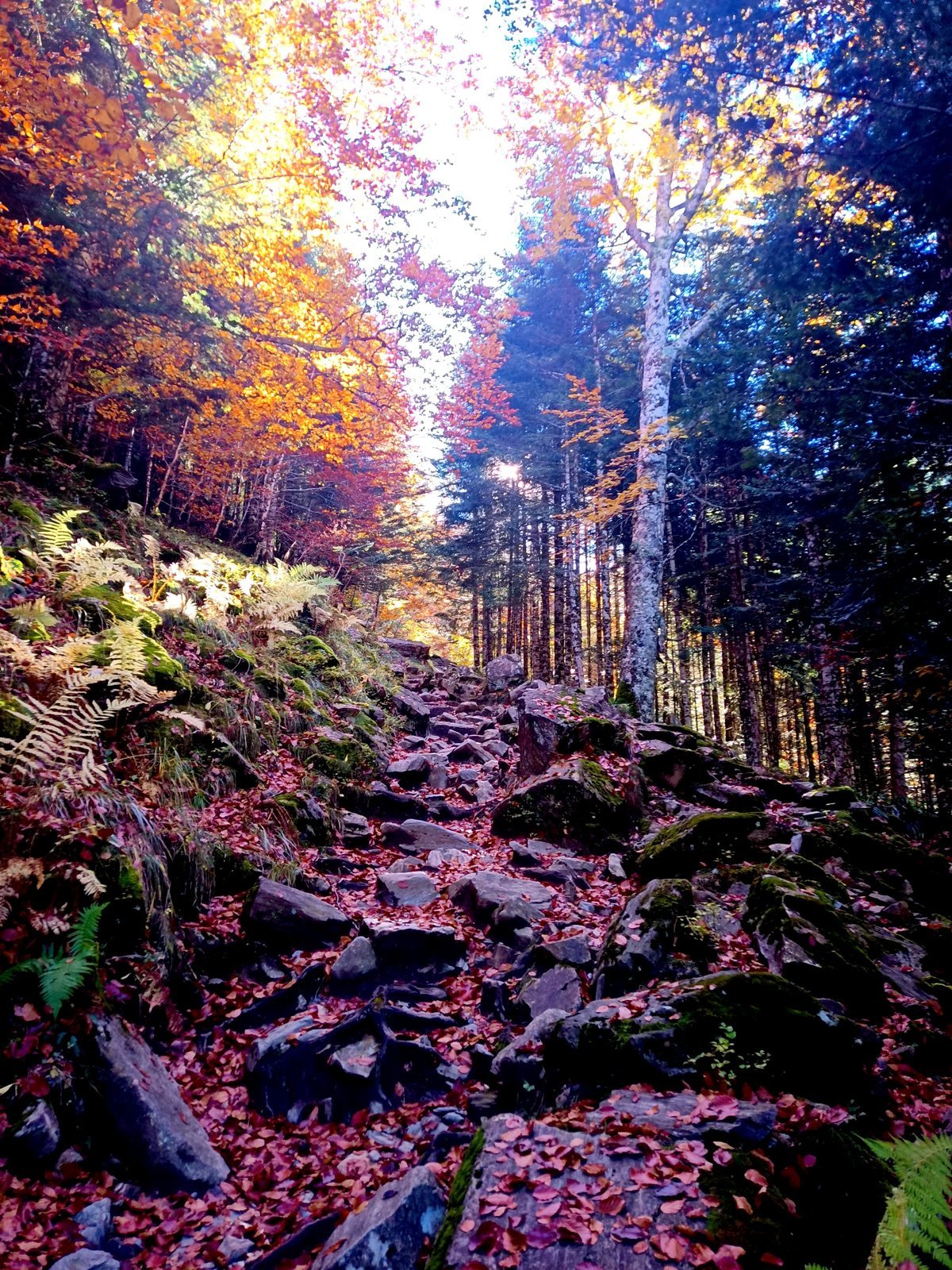 Sentier de pierres tapissé de feuilles rousses, dans une hêtraie d'automne baignée de lumière