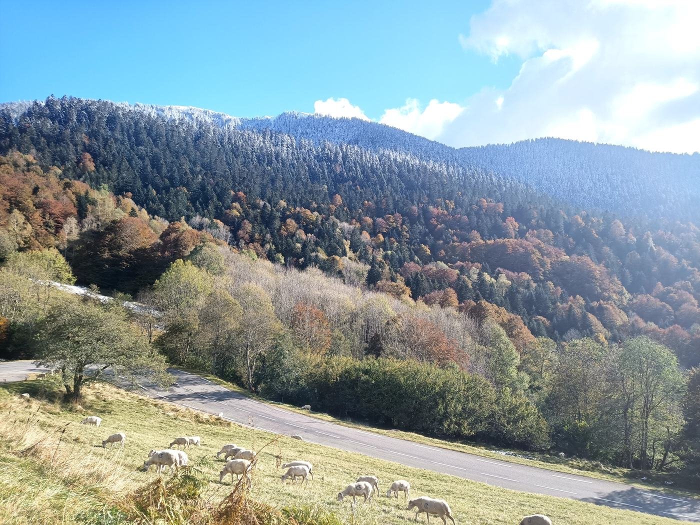 Brebis sur une estive d'automne au-dessus d'une route de montagne, forêts colorées